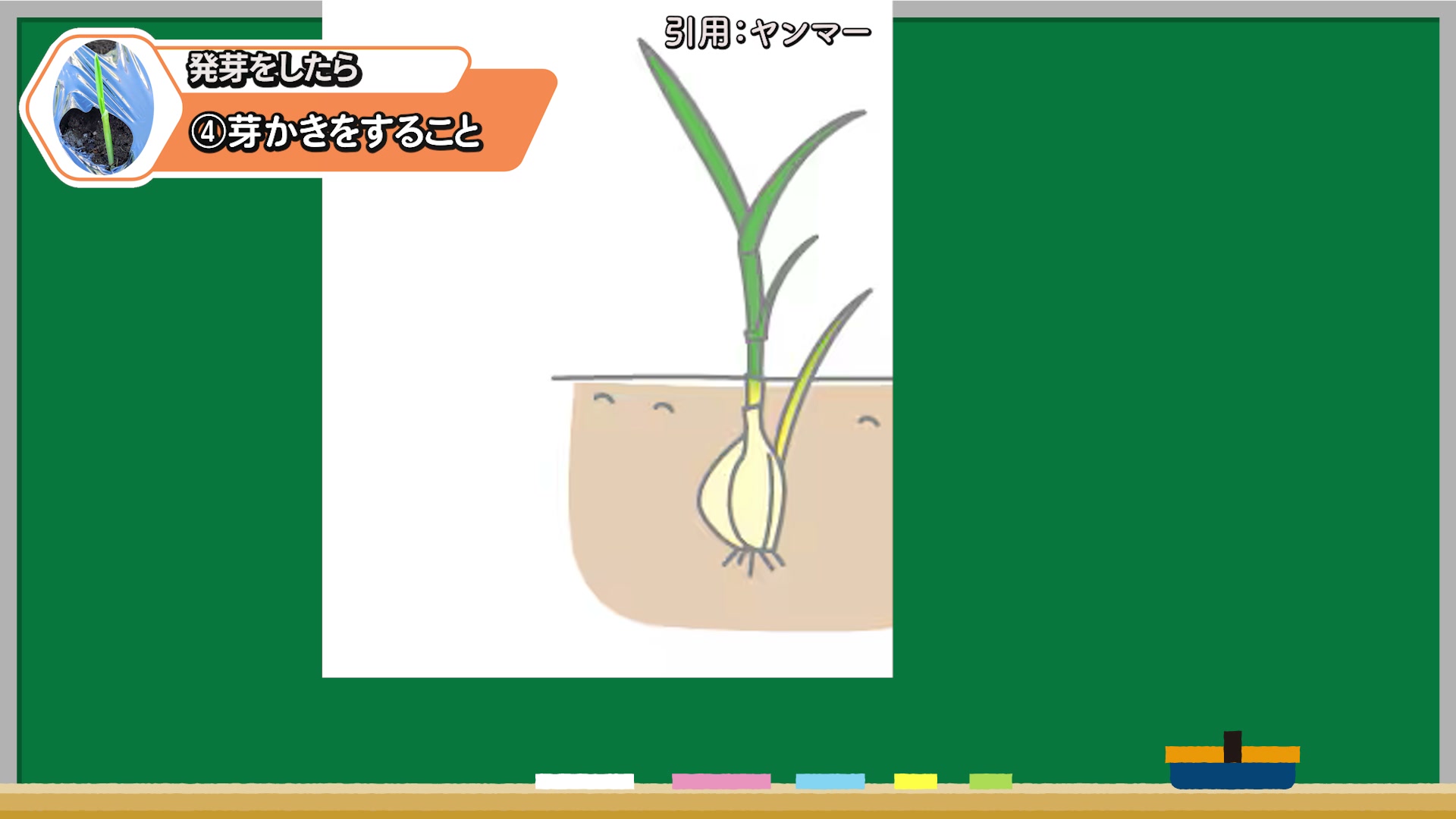 1片から芽が2本出たニンニクは芽かきをする