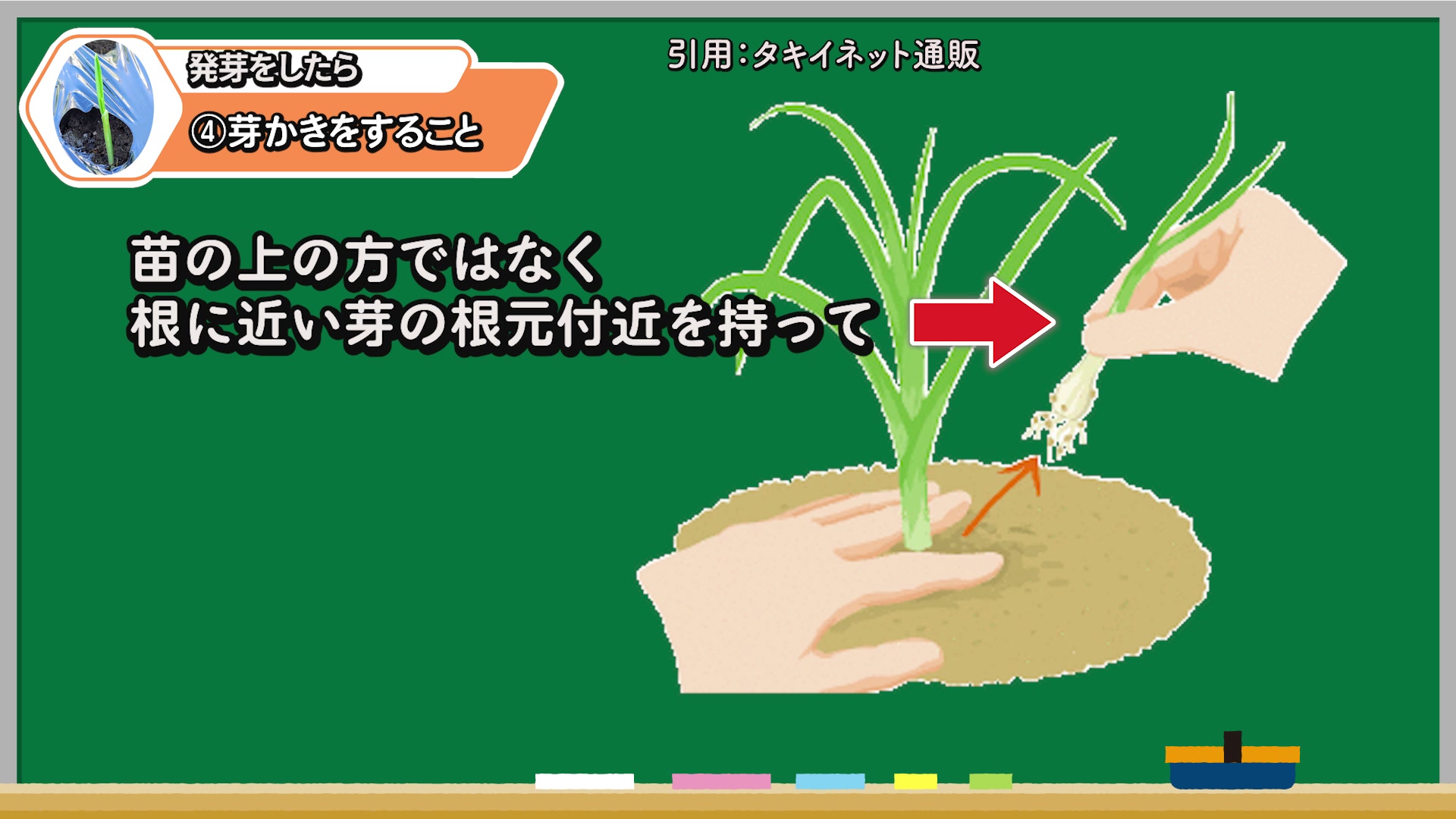 残す芽の株元を押さえて余分な芽をゆっくり抜く方法