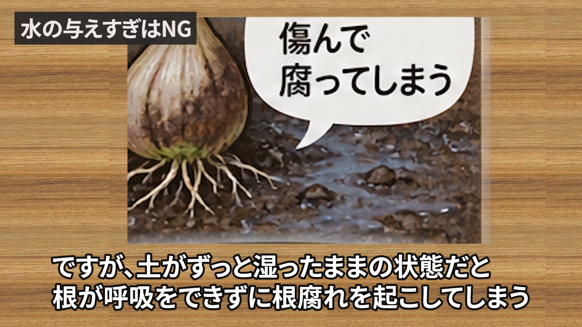 水の与えすぎで傷み腐ったニンニク