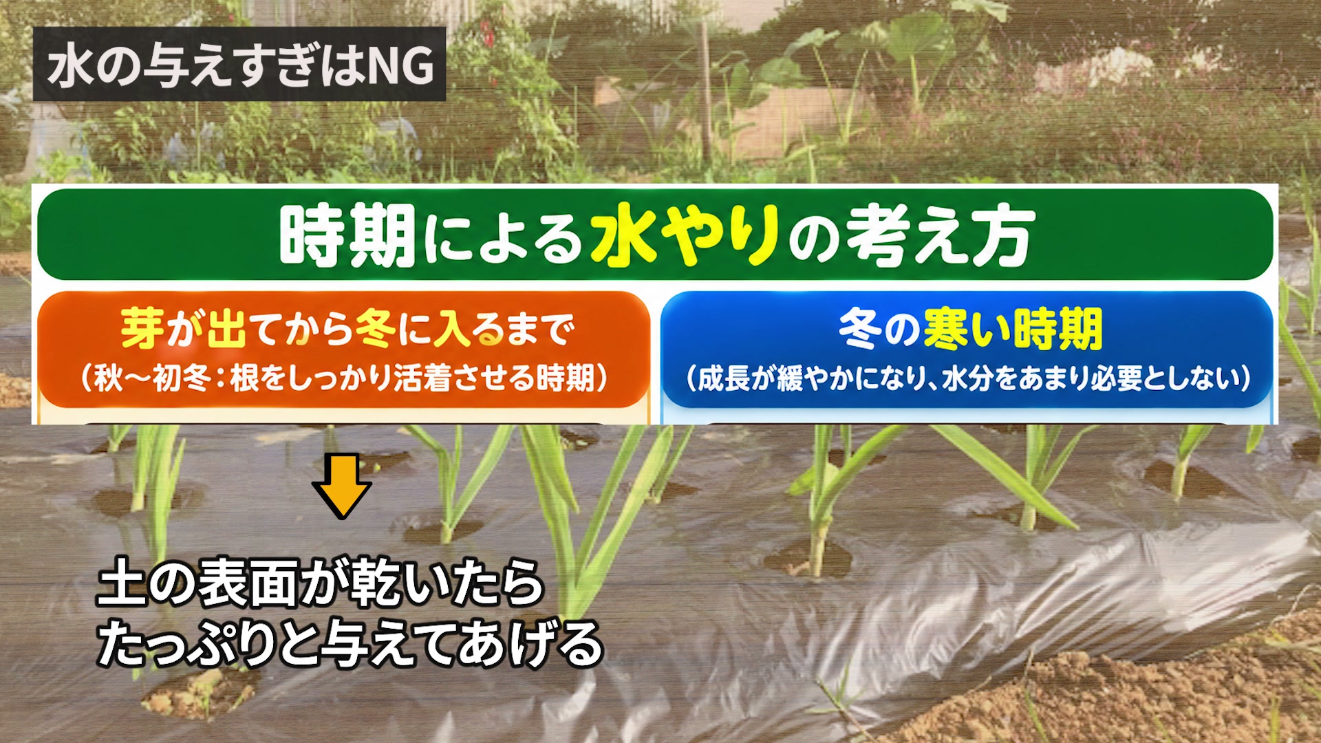 発芽後から冬までと冬の寒い時期の水やりの違い
