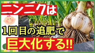 ニンニクは1回目の追肥で大きく育つと伝えるアイキャッチ