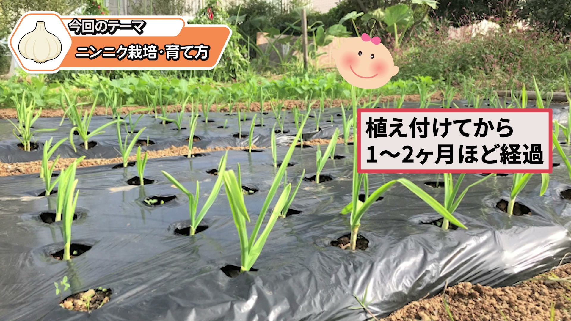 植え付けから1か月ほど育ったニンニク
