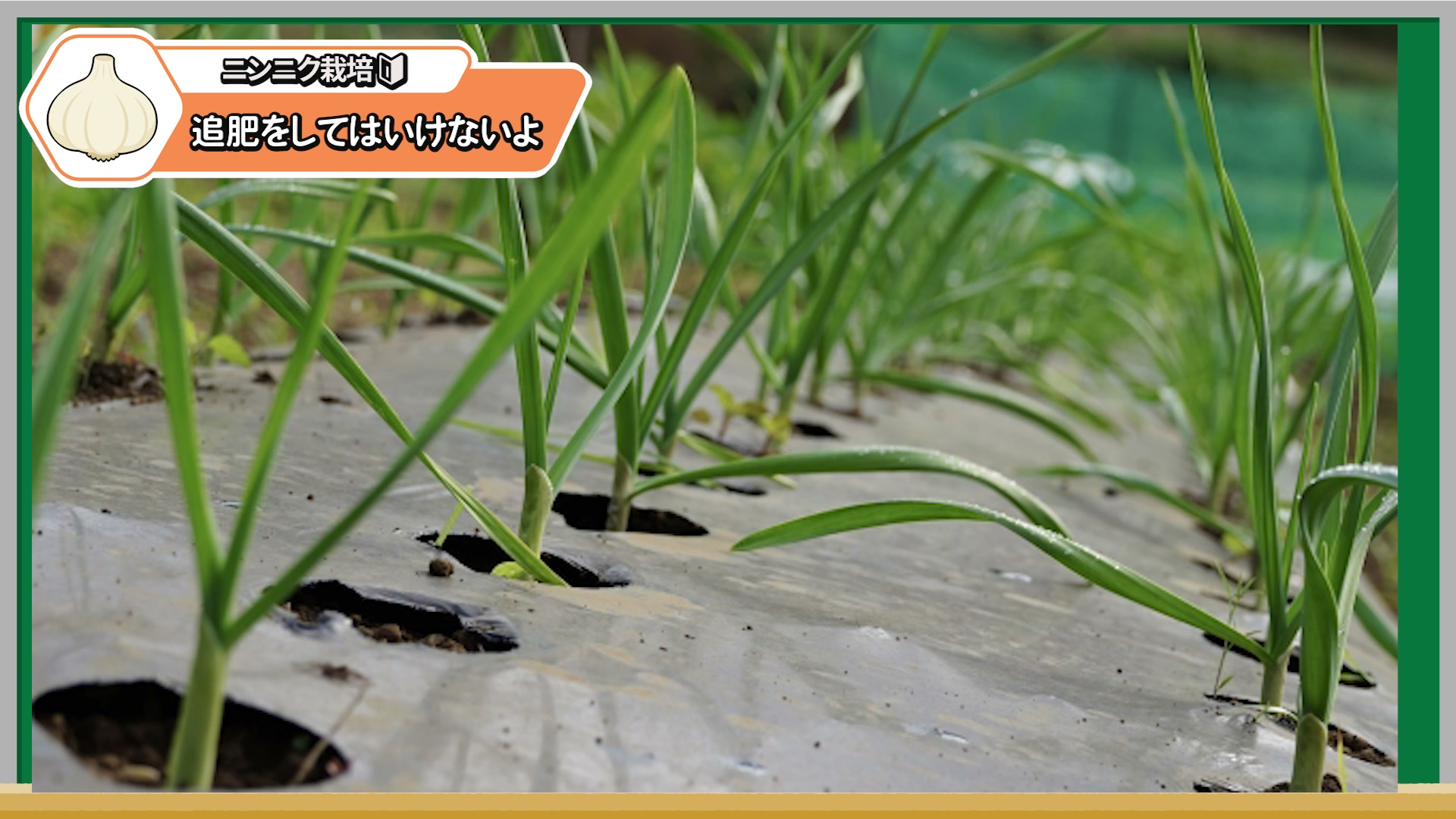 葉色が濃く元気に育つ株は追肥を待つ