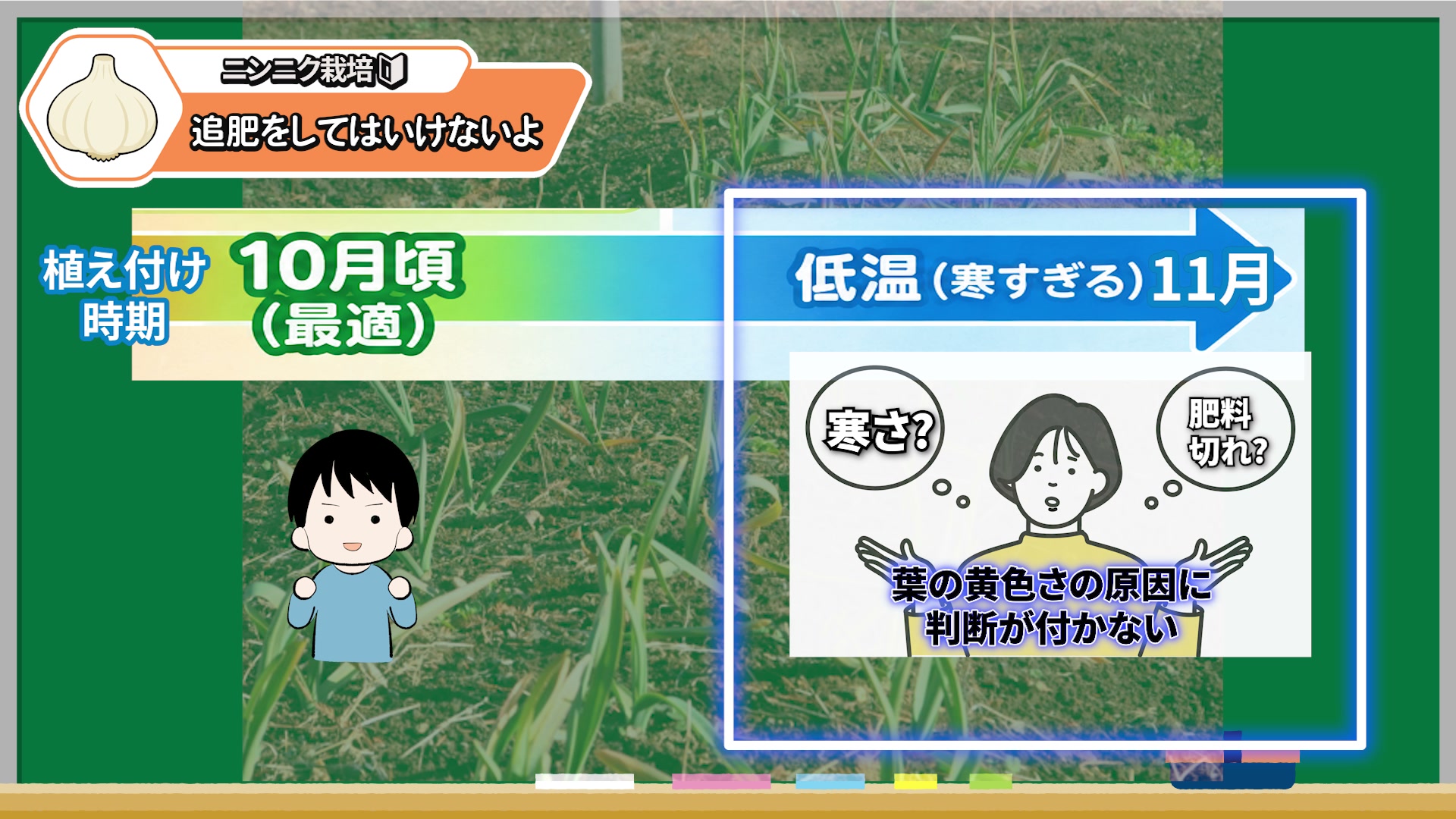11月植えは寒さか肥料切れか黄変の原因を判断しにくい