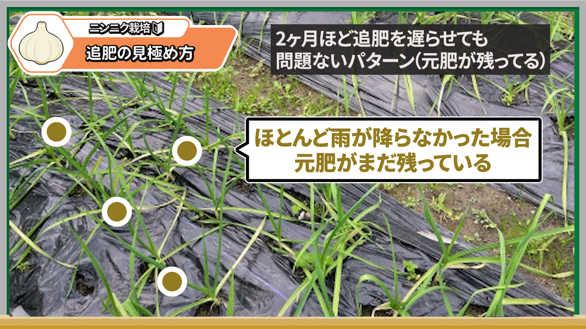 葉色とツヤを見て追肥が必要か確認する