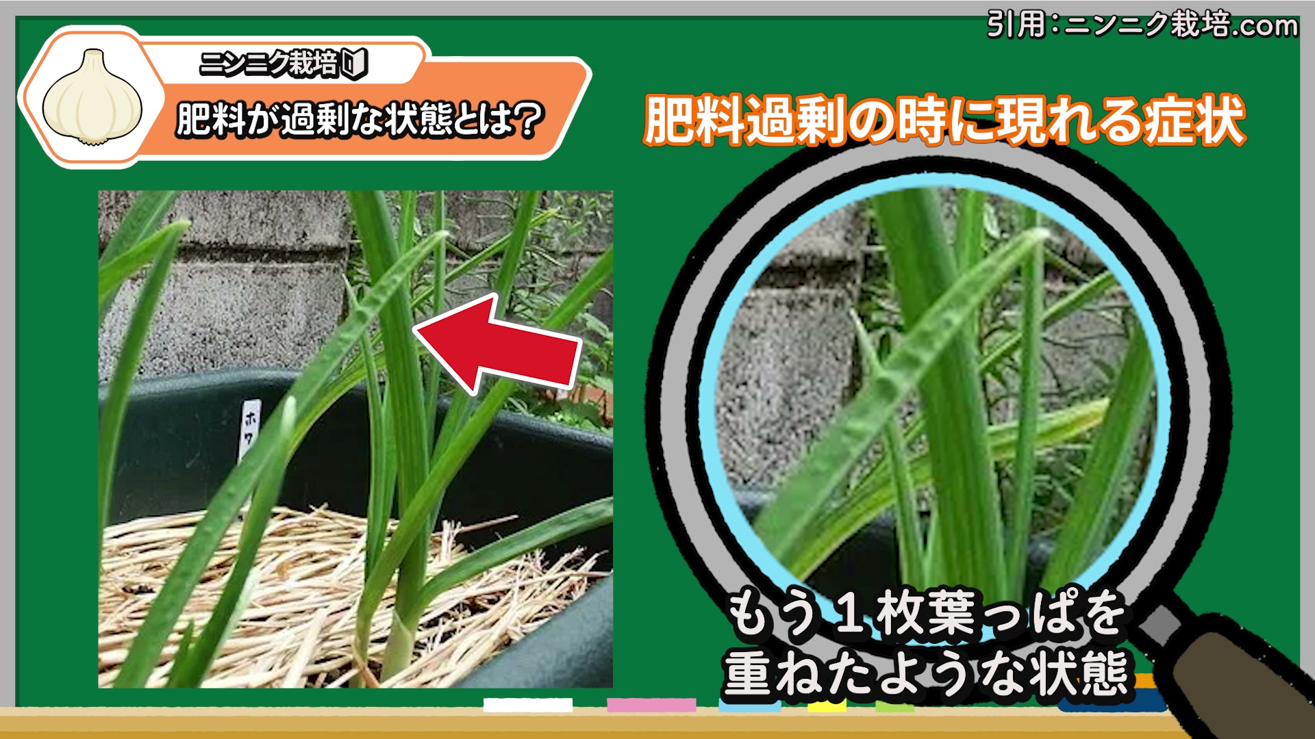 肥料過多のサインになるニンニクの二重葉