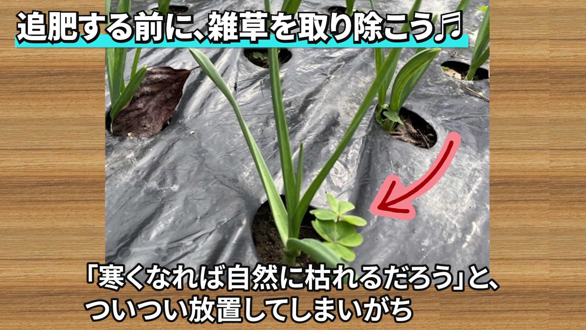 ニンニクの追肥前に雑草を取り除く