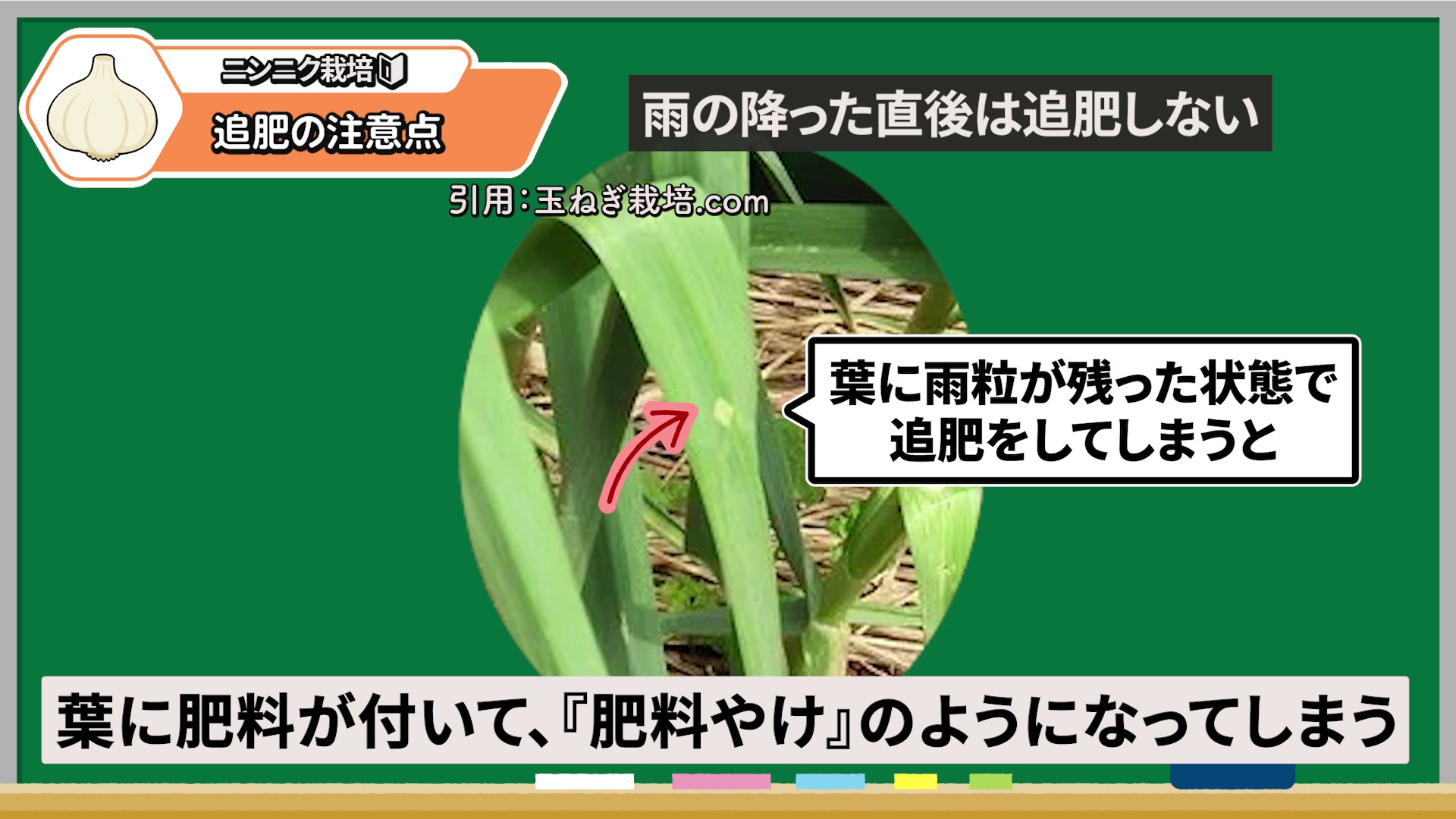 雨の直後はニンニクへ追肥しない