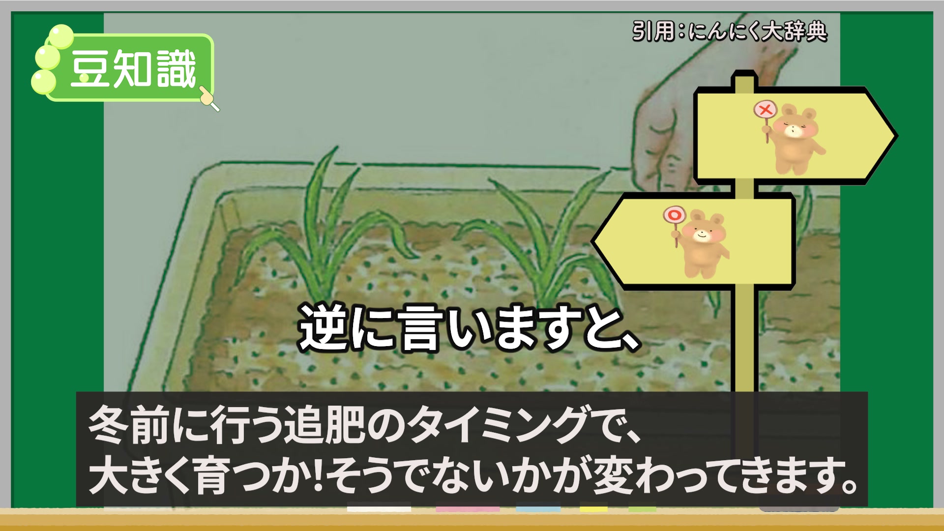 ニンニクは冬前の1回目の追肥が重要