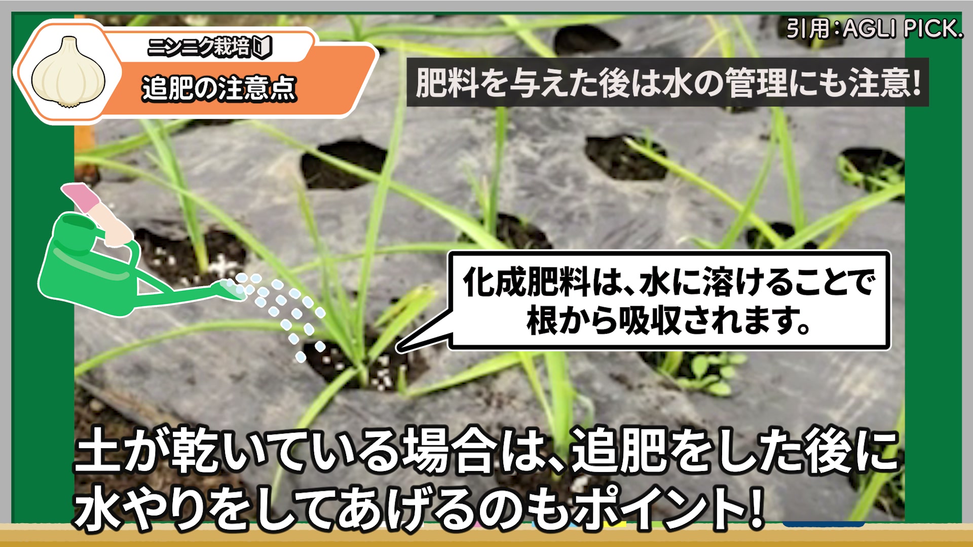 追肥後は土が乾いている場合だけ水やりする