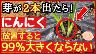 ニンニクから芽が2本出た場合の芽かきを紹介するアイキャッチ