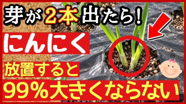 ニンニクから芽が2本出た場合の芽かきを紹介するアイキャッチ