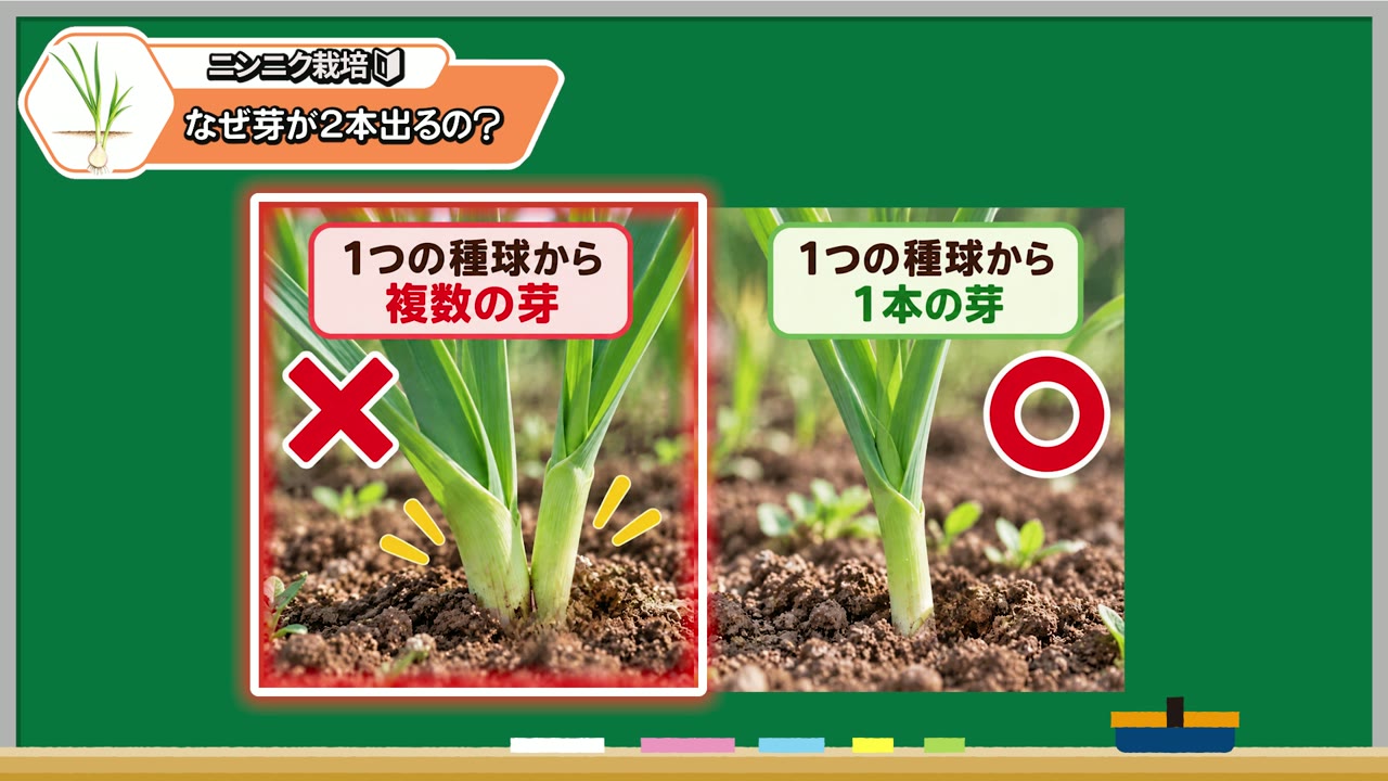 1か所から複数の芽が出た状態と1本にする目標を示す動画の図