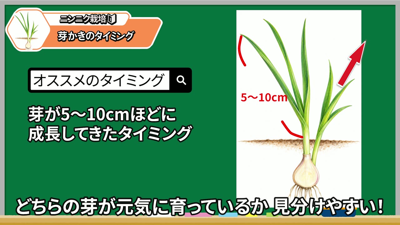 芽かきのタイミングを5～10cmほどの生育で確認する動画の図