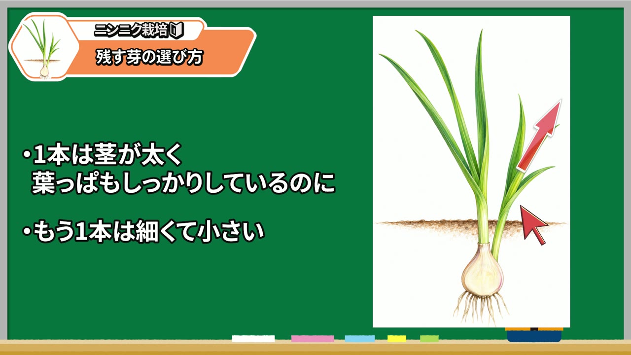 太い芽を残し細く小さい芽を取り除く選び方