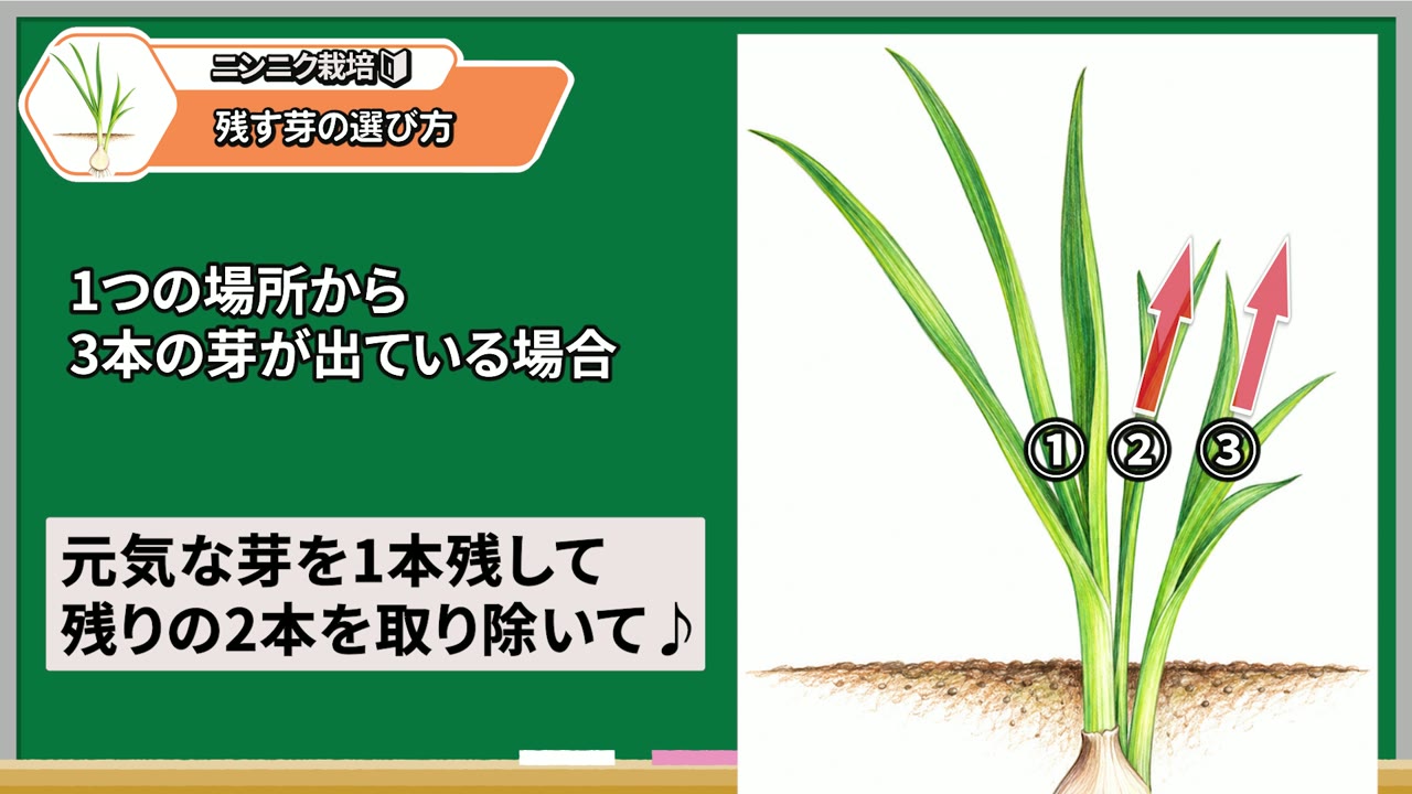3本の芽から元気な1本を残す動画の説明図