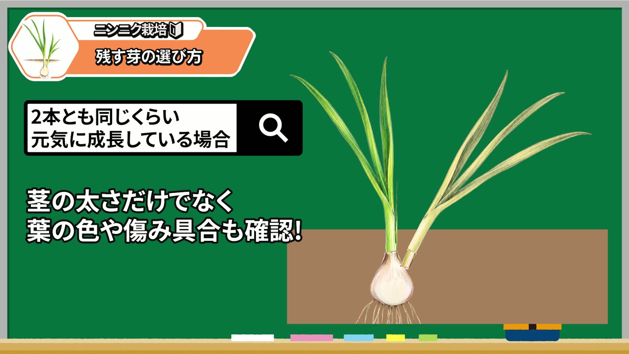 同じくらいの大きさの芽は葉の色や傷みも確認する