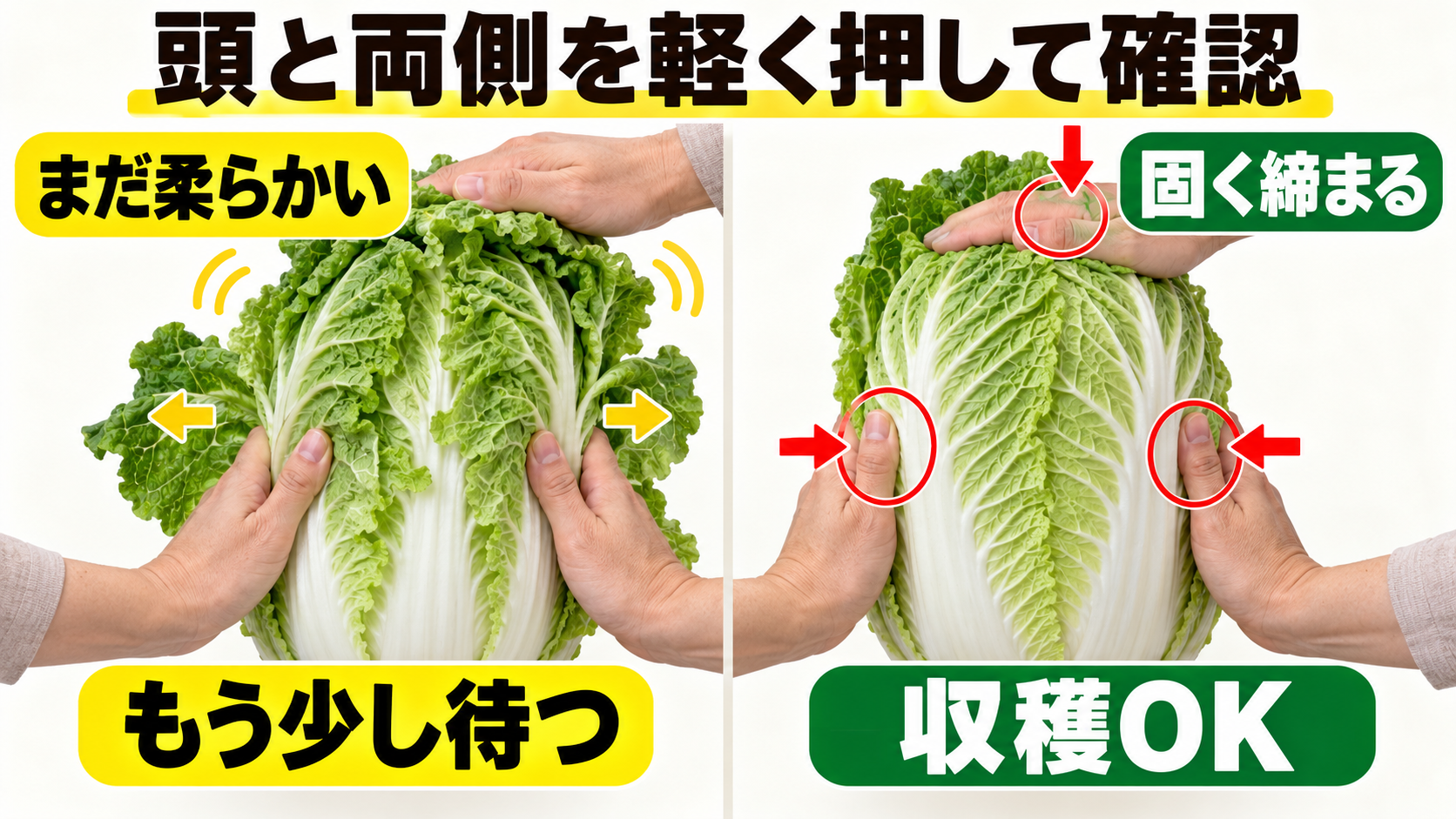 白菜の頭と両側を押して締まりを確かめる方法