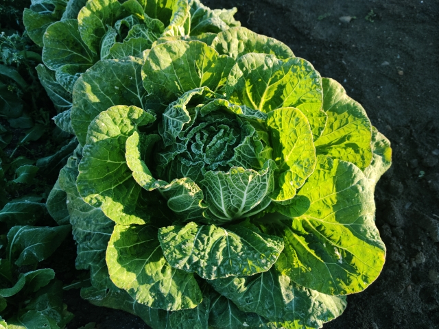 霜が降りた畑の白菜