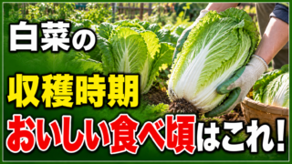 白菜の収穫時期とおいしい食べ頃を伝えるアイキャッチ