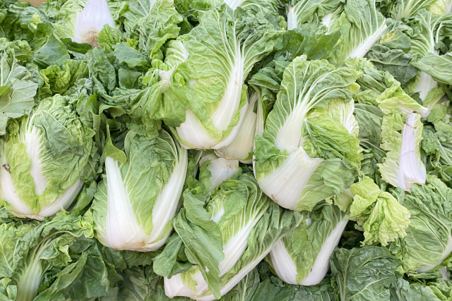 収穫後に並ぶ小さな白菜