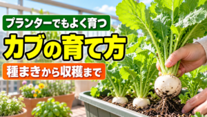 プランターでもよく育つカブの育て方