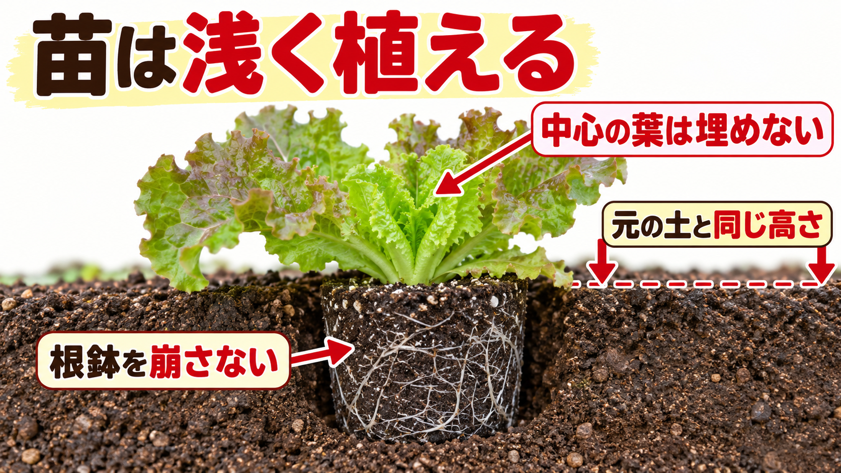 苗の元の土と周りの土の高さをそろえて植える図