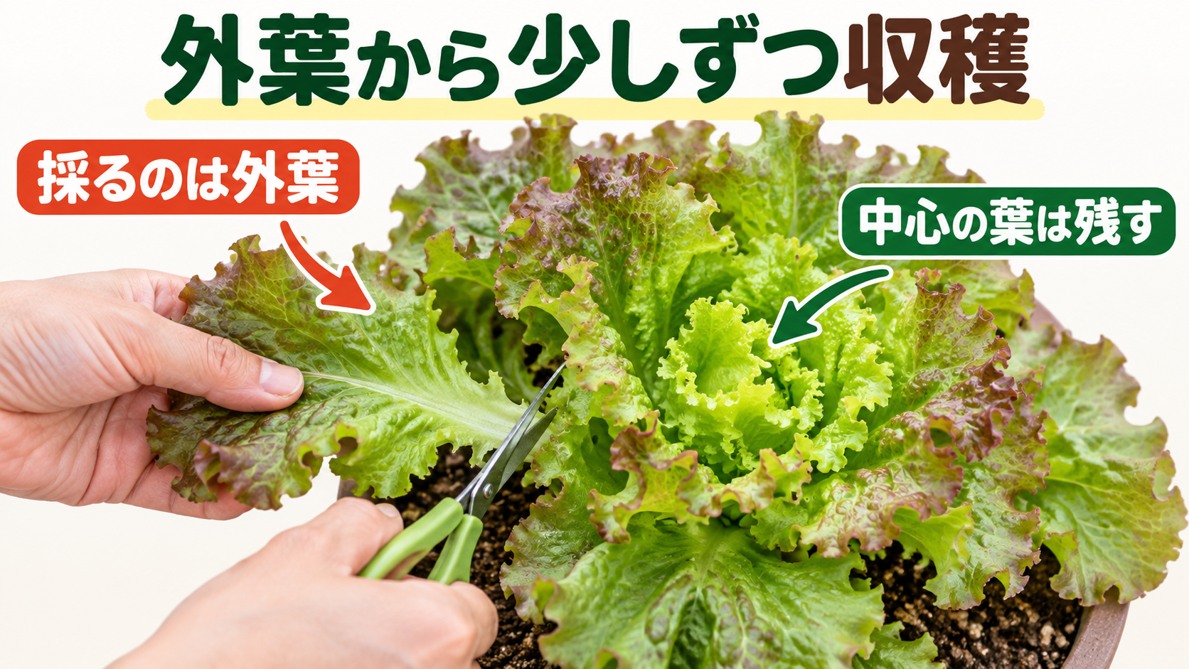 採る外側の大きな葉と、残す中心の葉を見分ける図