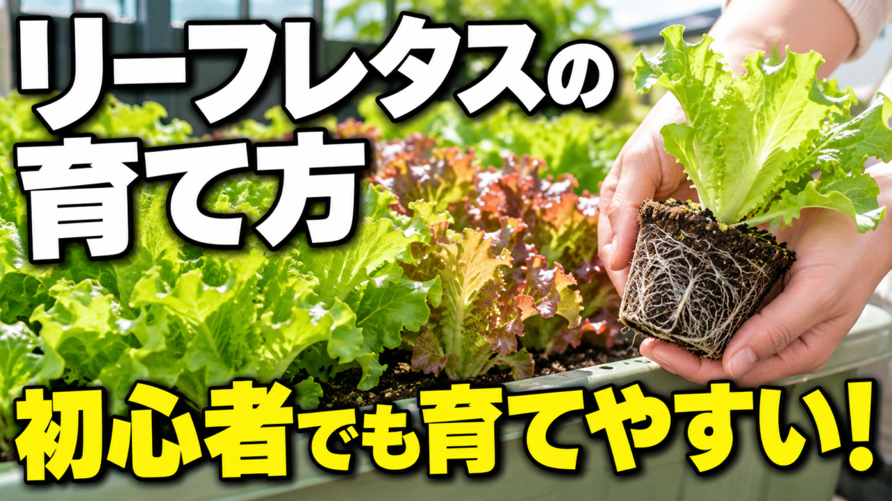 初心者向けリーフレタスの育て方。プランターと植え付ける苗のアイキャッチ