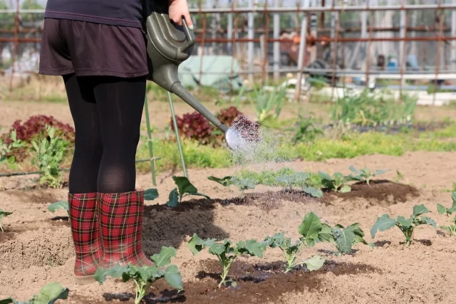 畑の複数の野菜へじょうろで水を与える様子