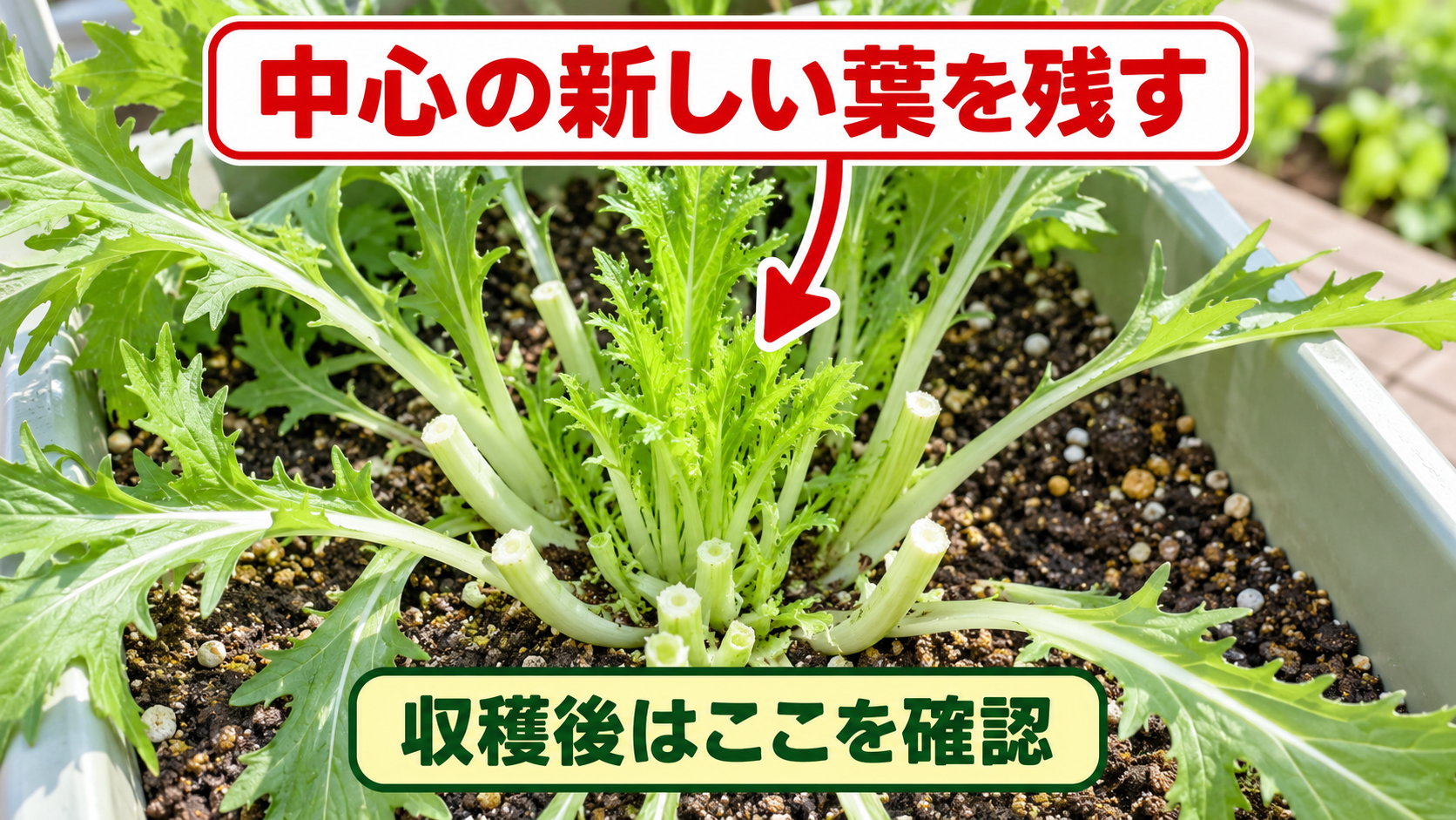 外葉収穫後に中心の新しい葉が残っている水菜