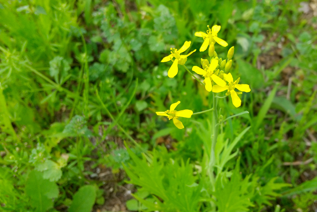 中心から花茎が伸び黄色い花が咲いた水菜