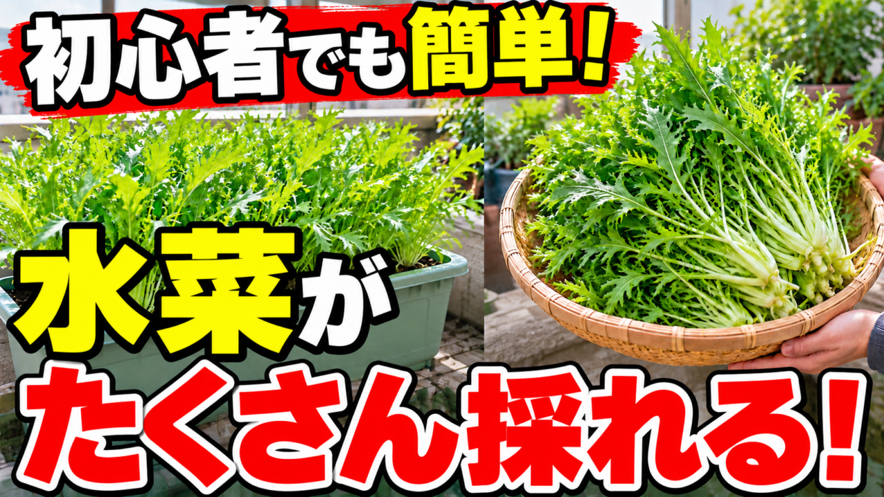 水菜を初心者でも簡単にたくさん収穫する方法