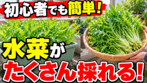 水菜を初心者でも簡単にたくさん収穫する方法