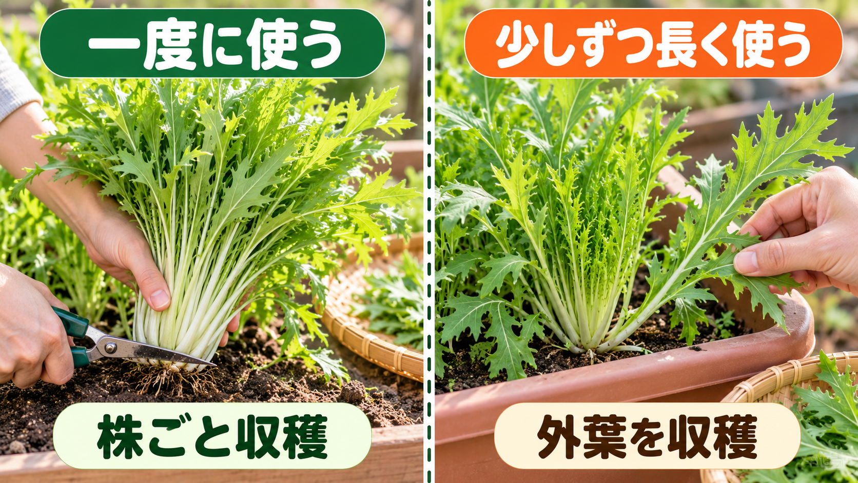 水菜の株ごと収穫と外葉収穫の違い