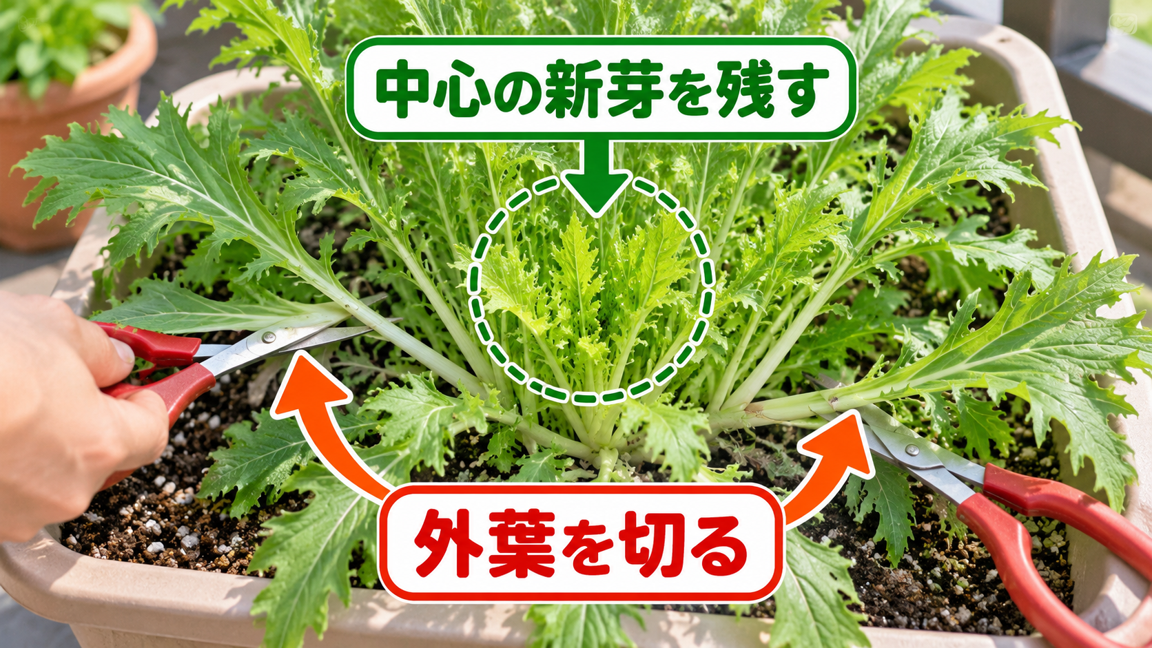 中心の新芽を残して水菜の外葉を切る位置