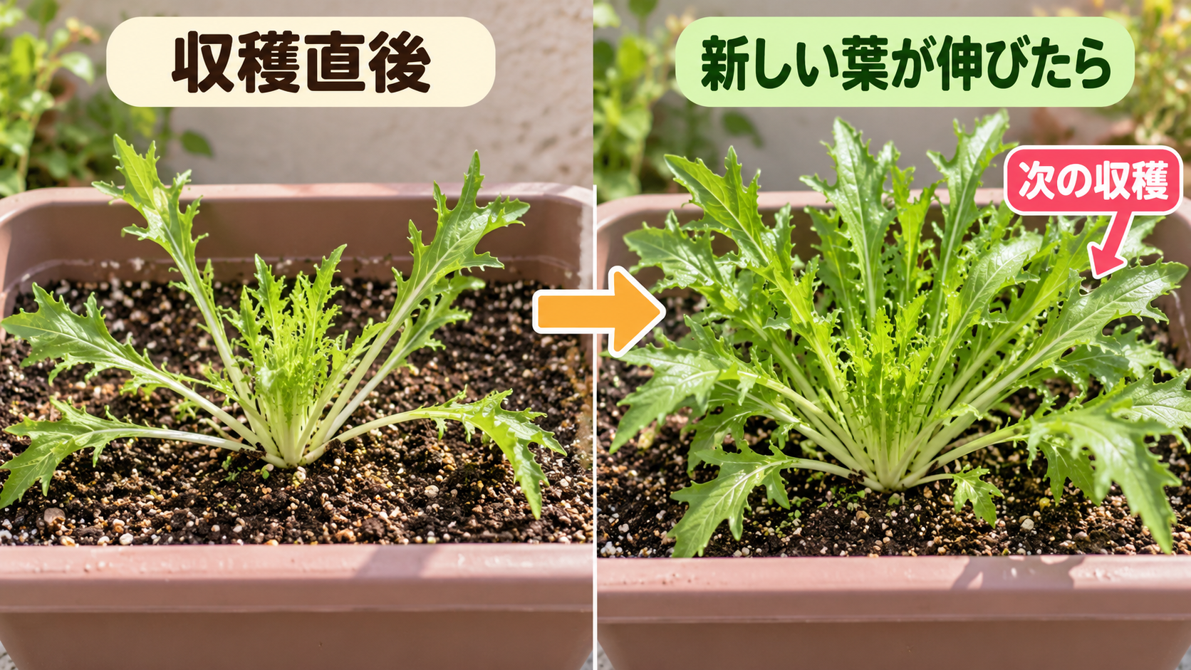 外葉収穫の直後と新しい葉が伸びた後の比較