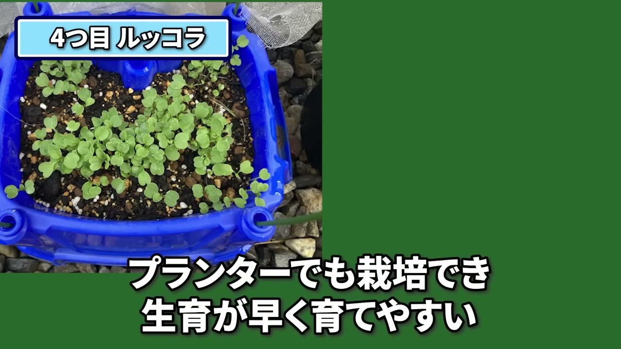 青いプランターで育つルッコラ