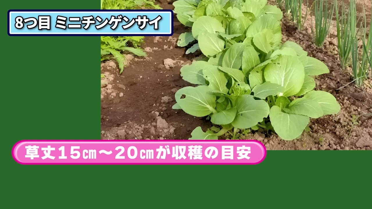 草丈15から20cmほどに育ったミニチンゲン菜