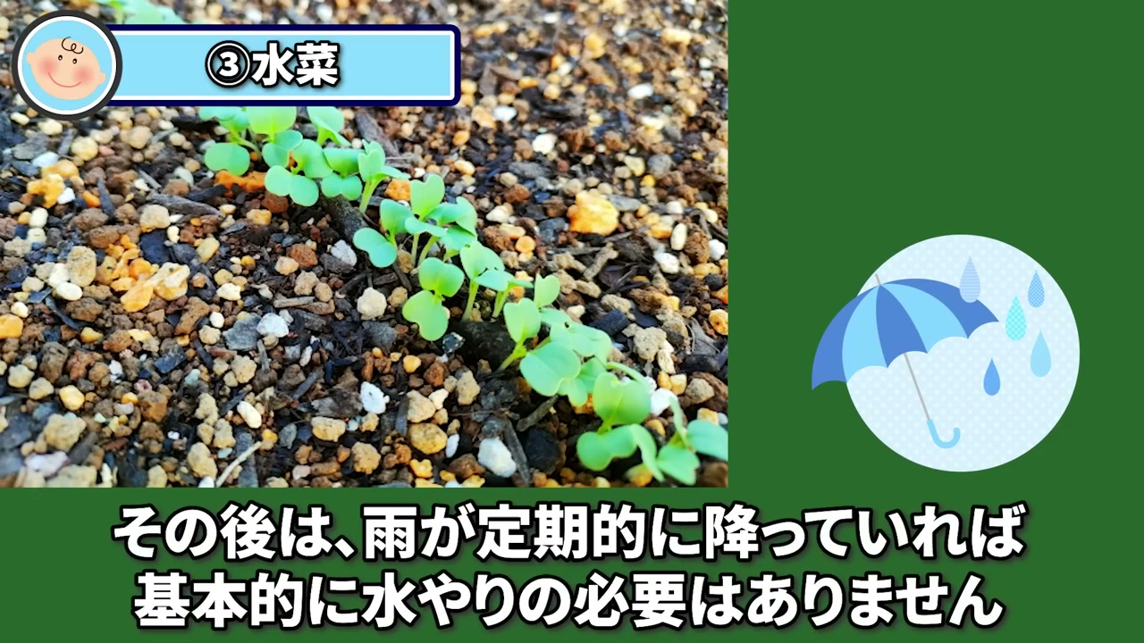 土からそろって発芽した水菜の小さな苗