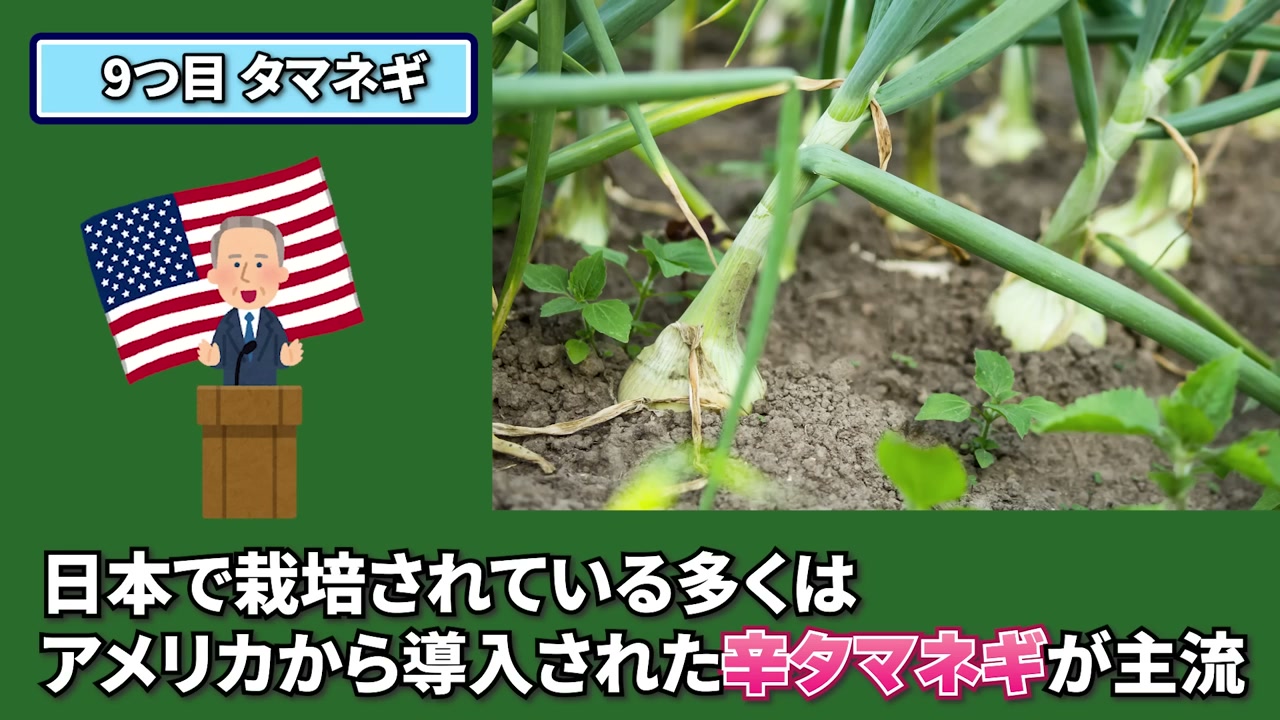 畑で育つ玉ねぎ