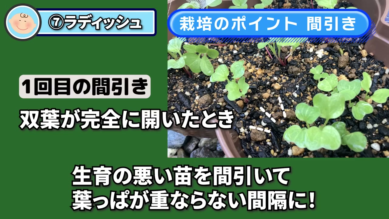 双葉が開いたラディッシュの苗を間引く様子