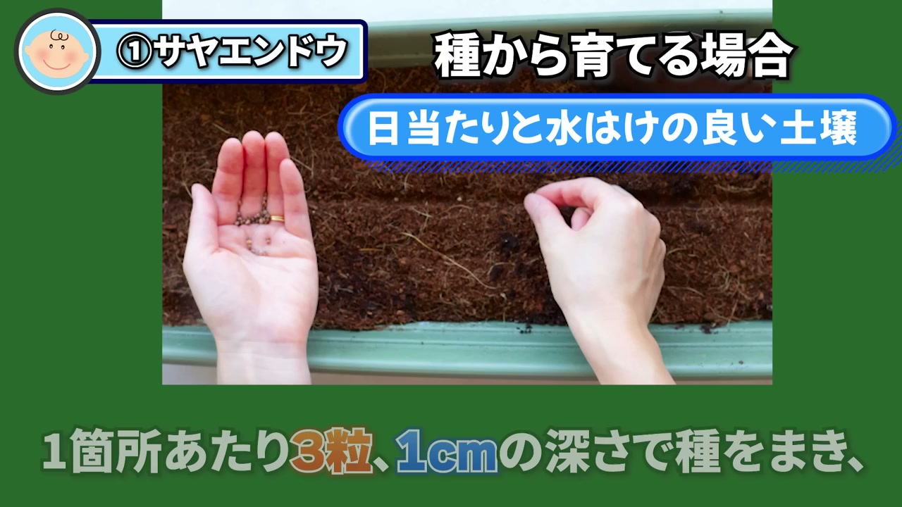 プランターの土へサヤエンドウの種を3粒まく様子