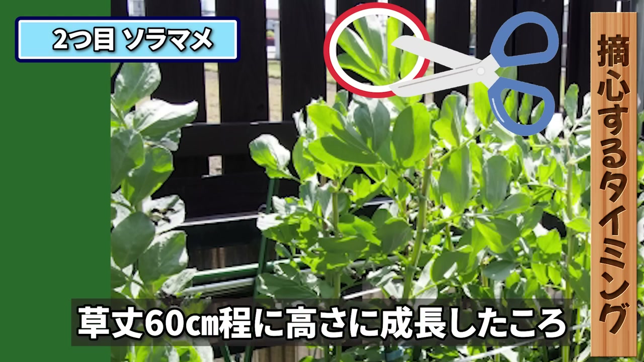 草丈60cmほどに育ったソラマメの先端を摘心する様子