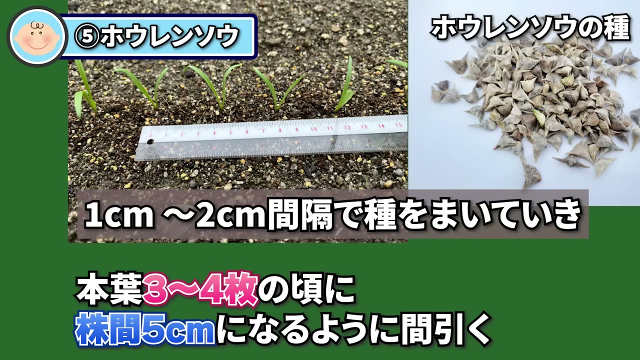 間隔を空けてまいたホウレン草の芽とホウレン草の種