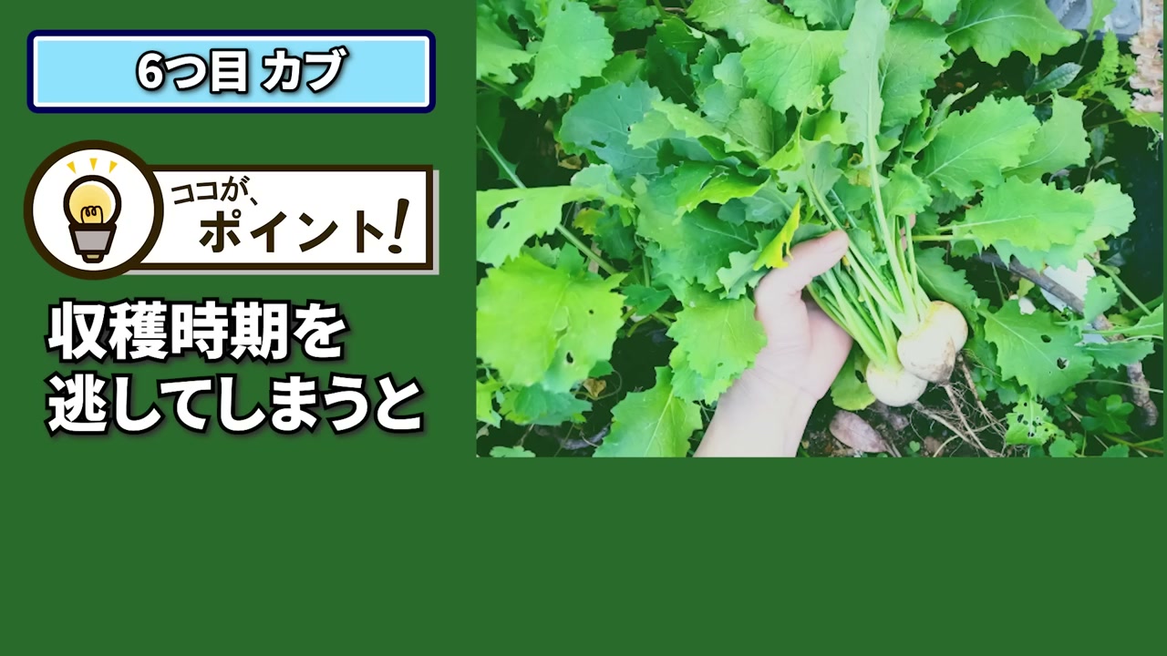 畑から小カブを収穫する手元