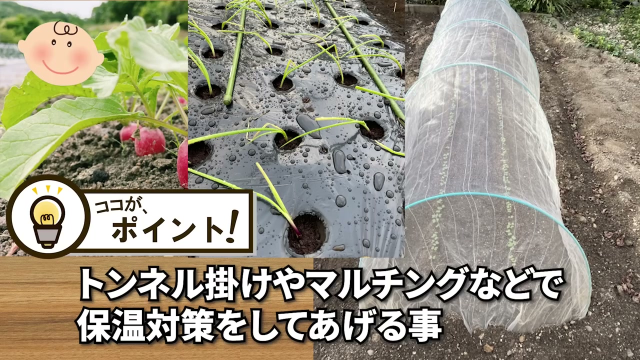 不織布トンネルとマルチで野菜を保温する様子