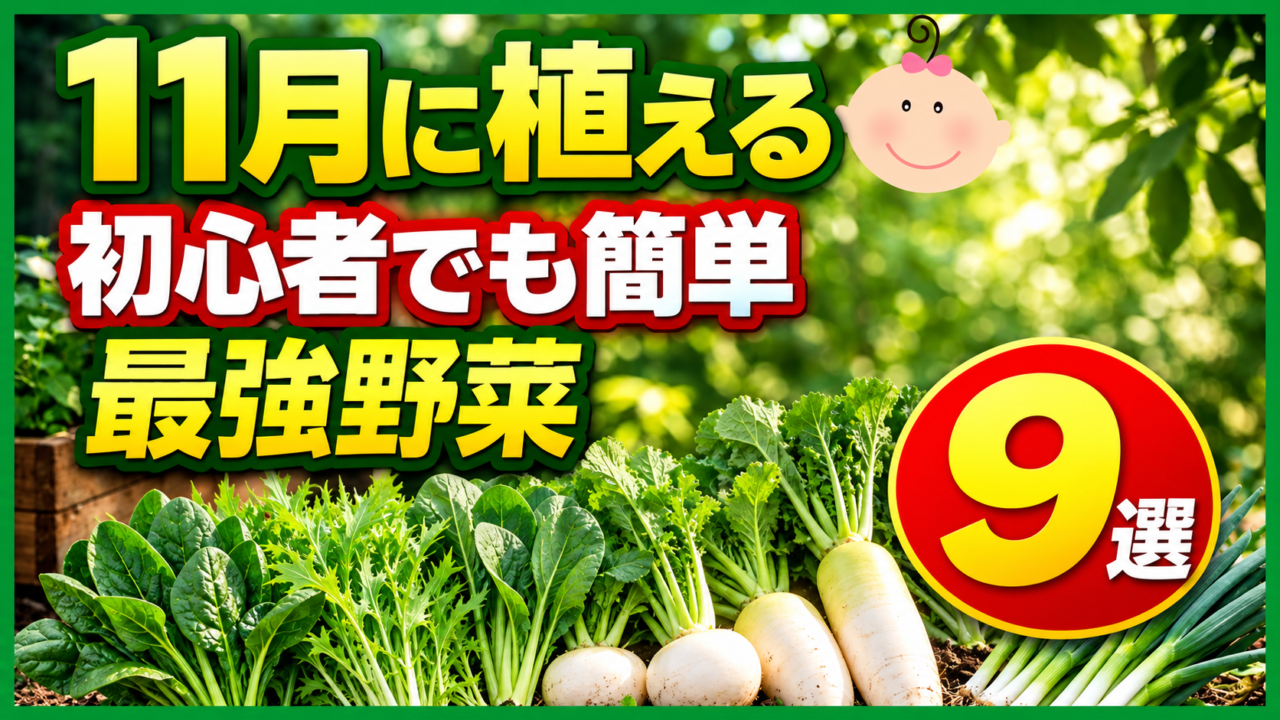 11月に植える初心者向け秋冬野菜9選を紹介するアイキャッチ