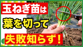 玉ねぎ苗は葉を切って植えると失敗しにくいと伝えるアイキャッチ