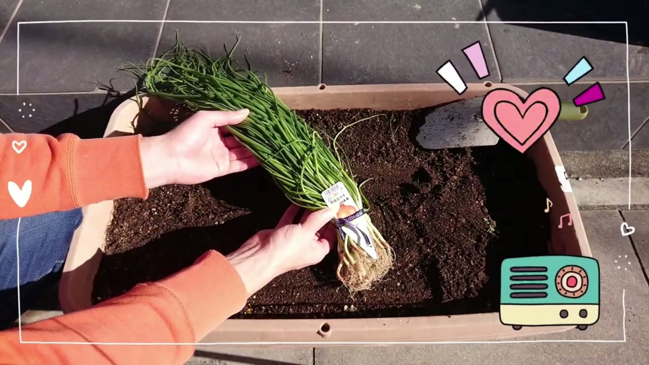 購入した玉ねぎ苗の束からひもを外す動画画像